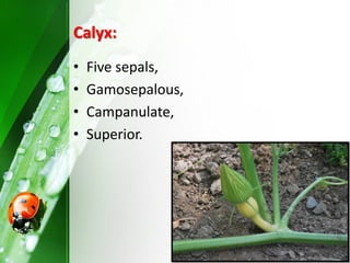 Calyx:
• Five sepals,
• Gamosepalous,
• Campanulate,
• Superior.
 