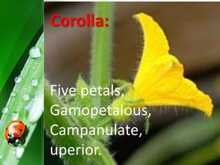 Five petals,
Gamopetalous,
Campanulate,
uperior.
Corolla:
 