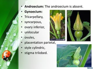 • Androecium: The androecium is absent.
• Gynoecium:
• Tricarpellary,
• syncarpous,
• ovary inferior,
• unilocular
• ovules,
• placentation parietal,
• style cylindric,
• stigma trilobed.
 