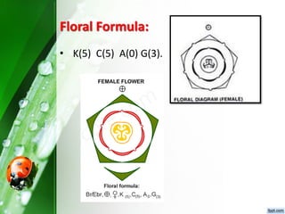 Floral Formula:
• K(5) C(5) A(0) G(3).
 