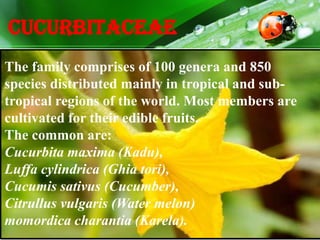 Cucurbitaceae
The family comprises of 100 genera and 850
species distributed mainly in tropical and sub-
tropical regions of the world. Most members are
cultivated for their edible fruits.
The common are:
Cucurbita maxima (Kadu),
Luffa cylindrica (Ghia tori),
Cucumis sativus (Cucumber),
Citrullus vulgaris (Water melon)
momordica charantia (Karela).
 