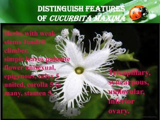 Distinguish Features
of Cucurbita maxima
Herbs with weak
stems Tendril
climber,
simple leaves palmate
flower unisexual,
epigynous, calyx 5
united, corolla 5 to
many, stamen 5,
Tricapillary,
syncarpous,
unilocular,
inferior
ovary.
 