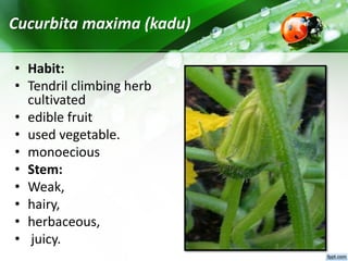 Cucurbita maxima (kadu)
• Habit:
• Tendril climbing herb
cultivated
• edible fruit
• used vegetable.
• monoecious
• Stem:
• Weak,
• hairy,
• herbaceous,
• juicy.
 