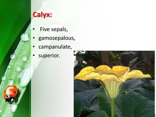 Calyx:
• Five sepals,
• gamosepalous,
• campanulate,
• superior.
 