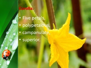 Corolla:
• Five petals,
• polypetalous,
• campanulate,
• superior.
 
