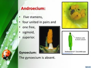 Androecium:
• Five stamens,
• four united in pairs and
• one free,
• sigmoid,
• superior.
Gynoecium:
The gynoecium is absent.
 
