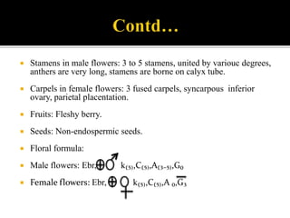 Stamens in male flowers: 3 to 5 stamens, united by variouc degrees,
anthers are very long, stamens are borne on calyx tube.
 Carpels in female flowers: 3 fused carpels, syncarpous inferior
ovary, parietal placentation.
 Fruits: Fleshy berry.
 Seeds: Non-endospermic seeds.
 Floral formula:
 Male flowers: Ebr, k₍₅₎,C₍₅₎,A₍₃₋₅₎,G₀
 Female flowers: Ebr, k₍₅₎,C₍₅₎,A ₀,G₃
 