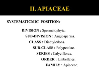 SYSTEMATICMIC POSITION:
DIVISION : Spermatophyta.
SUB-DIVISION : Angiosperms.
CLASS : Dicotyledons.
SUB-CLASS : Polypetalae.
SERIES : Calyciflorae.
ORDER : Umbellales.
FAMILY : Apiaceae.
 