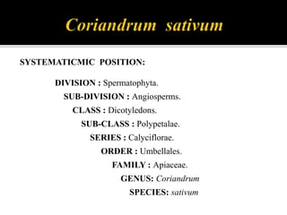 SYSTEMATICMIC POSITION:
DIVISION : Spermatophyta.
SUB-DIVISION : Angiosperms.
CLASS : Dicotyledons.
SUB-CLASS : Polypetalae.
SERIES : Calyciflorae.
ORDER : Umbellales.
FAMILY : Apiaceae.
GENUS: Coriandrum
SPECIES: sativum
 