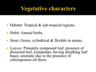  Habitat: Tropical & sub-tropical regions.
 Habit: Annual herbs.
 Stem: Green, cylindrical & flexible in nature.
 Leaves: Pinnately compound leaf, presence of
dissected leaf, exstipulate, having sheathing leaf
bases, aromatic due to the presence of
schizogenous oil ducts.
 