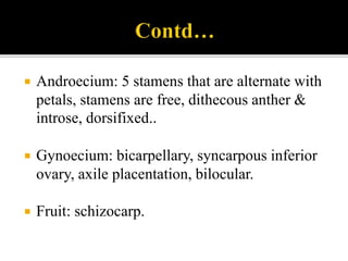  Androecium: 5 stamens that are alternate with
petals, stamens are free, dithecous anther &
introse, dorsifixed..
 Gynoecium: bicarpellary, syncarpous inferior
ovary, axile placentation, bilocular.
 Fruit: schizocarp.
 