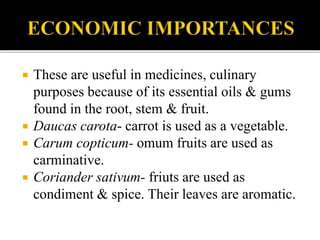  These are useful in medicines, culinary
purposes because of its essential oils & gums
found in the root, stem & fruit.
 Daucas carota- carrot is used as a vegetable.
 Carum copticum- omum fruits are used as
carminative.
 Coriander sativum- friuts are used as
condiment & spice. Their leaves are aromatic.
 