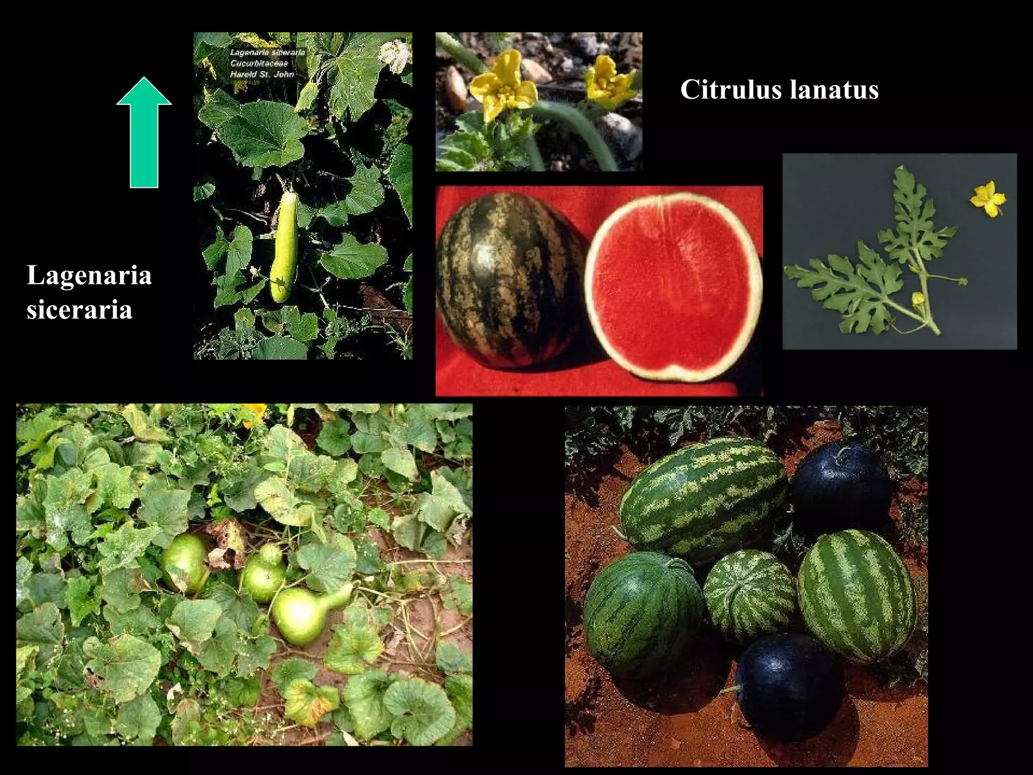 Cucurbitales Cucurbitáceas Géneros Y Clave PPT — free download