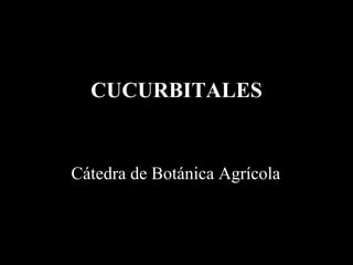 CUCURBITALES Cátedra de Botánica Agrícola  