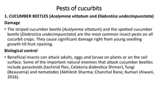 Cucurbits production tech. in brief | PPTX