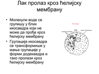 Лак пролаз кроз ћелијску
мембрану
ћелија
• Молекули воде се
групишу у блик
икосаедра који не
може да прође кроз
ћелијску мембрану
• Групација икосаедра
се трансформише у
мање групације у
форми додекаедра и
тако пролази кроз
ћелијску мембрану
 
