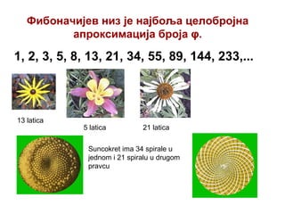 13 latica
Suncokret ima 34 spirale u
jednom i 21 spiralu u drugom
pravcu
Фибоначијев низ је најбоља целобројна
апроксимација броја φ.
1, 2, 3, 5, 8, 13, 21, 34, 55, 89, 144, 233,...
5 latica 21 latica
 