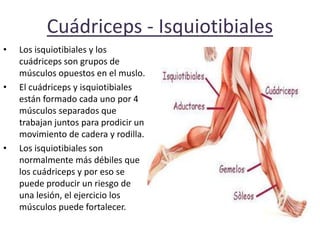 Cuádriceps - Isquiotibiales
•

•

•

Los isquiotibiales y los
cuádriceps son grupos de
músculos opuestos en el muslo.
El cuádriceps y isquiotibiales
están formado cada uno por 4
músculos separados que
trabajan juntos para prodicir un
movimiento de cadera y rodilla.
Los isquiotibiales son
normalmente más débiles que
los cuádriceps y por eso se
puede producir un riesgo de
una lesión, el ejercicio los
músculos puede fortalecer.

 