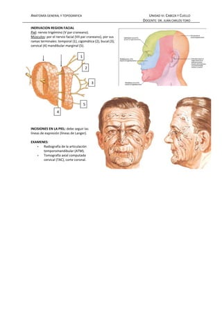 ANATOMÍA GENERAL Y TOPOGRÁFICA                                  UNIDAD VI: CABEZA Y CUELLO
                                                             DOCENTE: DR. JUAN CARLOS TORO
INERVACION REGION FACIAL
Piel: nervio trigémino (V par craneano).
Músculos: por el nervio facial (VII par craneano), por sus
ramas terminales: temporal (1), cigomática (2), bucal (3),
cervical (4) mandibular marginal (5).


                                  1

                                      2


                                          3




                                      5
                  4



INCISIONES EN LA PIEL: debe seguir las
líneas de expresión (líneas de Langer).

EXAMENES:
   -  Radiografía de la articulación
      temporomandibular (ATM).
   -  Tomografía axial computada
      cervical (TAC), corte coronal.
 