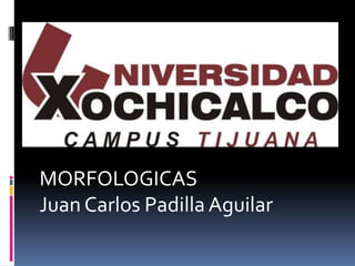 MORFOLOGICAS
Juan Carlos Padilla Aguilar
 