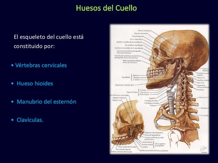 Duele la espalda es muy pesado ir