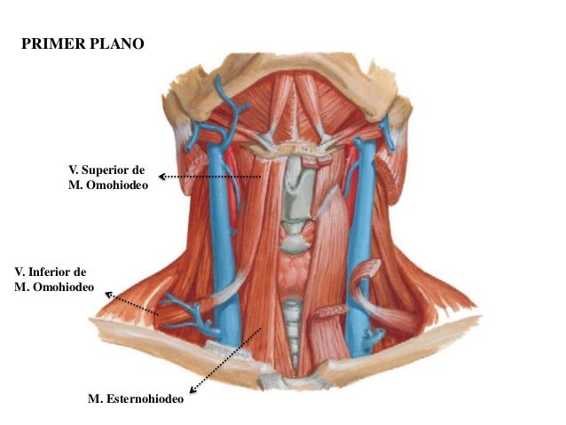 Cuello