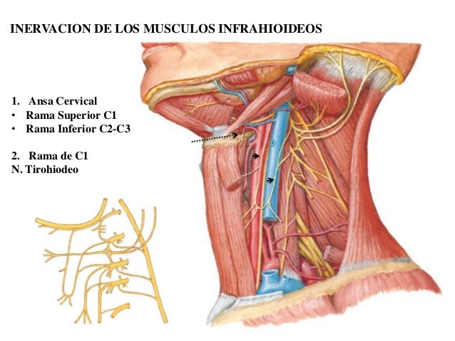 Cuello
