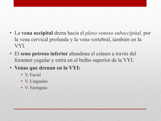 • La vena occipital drena hacia el plexo venoso suboccipital, por 
la vena cervical profunda y la vena vertebral, también en la 
VYI. 
• El seno petroso inferior abandona el cráneo a través del 
foramen yugular y entra en el bulbo superior de la VYI. 
• Venas que drenan en la VYI: 
• V. Facial 
• V. Linguales 
• V. Faríngeas 
 