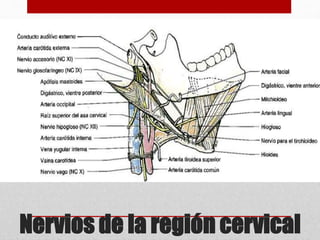 Nervios de la región cervical 
 