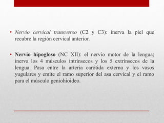 • Nervio cervical transverso (C2 y C3): inerva la piel que 
recubre la región cervical anterior. 
• Nervio hipogloso (NC XII): el nervio motor de la lengua; 
inerva los 4 músculos intrínsecos y los 5 extrínsecos de la 
lengua. Pasa entre la arteria carótida externa y los vasos 
yugulares y emite el ramo superior del asa cervical y el ramo 
para el músculo geniohioideo. 
 
