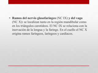 • Ramos del nervio glosofaríngeo (NC IX) y del vago 
(NC X): se localizan tanto en la región mandibular como 
en los triángulos carotídeos. El NC IX se relaciona con la 
inervación de la lengua y la faringe. En el cuello el NC X 
origina ramos faríngeos, laríngeos y cardíacos. 
 