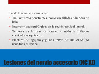 Puede lesionarse a causas de: 
• Traumatismos penetrantes, como cuchilladas o heridas de 
bala. 
• Intervenciones quirúrgicas en la región cervical lateral. 
• Tumores en la base del cráneo o nódulos linfáticos 
cervicales neoplásicos. 
• Fracturas del agujero yugular a través del cual el NC Xl 
abandona el cráneo. 
Lesiones del nervio accesorio (NC Xl) 
 