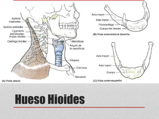 Hueso Hioides 
 