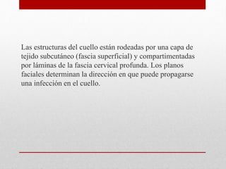 Las estructuras del cuello están rodeadas por una capa de 
tejido subcutáneo (fascia superficial) y compartimentadas 
por láminas de la fascia cervical profunda. Los planos 
faciales determinan la dirección en que puede propagarse 
una infección en el cuello. 
 