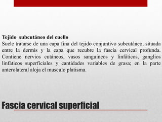 Tejido subcutáneo del cuello 
Suele tratarse de una capa fina del tejido conjuntivo subcutáneo, situada 
entre la dermis y la capa que recubre la fascia cervical profunda. 
Contiene nervios cutáneos, vasos sanguíneos y linfáticos, ganglios 
linfáticos superficiales y cantidades variables de grasa; en la parte 
anterolateral aloja el musculo platisma. 
Fascia cervical superficial 
 