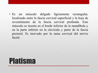 • Es un músculo delgado ligeramente rectangular, 
localizado entre la fascia cervical superficial y la hoja de 
revestimiento de la fascia cervical profunda. Este 
músculo se inserta en el borde inferior de la mandíbula y 
en la parte inferior en la clavícula y parte de la fascia 
pectoral. Es inervado por la rama cervical del nervio 
facial. 
Platisma 
 