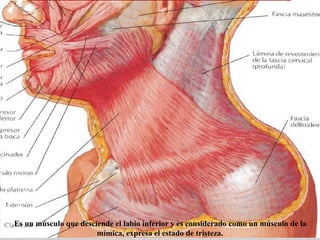 Es un músculo que desciende el labio inferior y es considerado como un músculo de la 
mímica, expresa el estado de tristeza. 
 