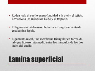 • Rodea todo el cuello en profundidad a la piel y el tejido. 
Envuelve a los músculos ECM y el trapecio. 
• El ligamento estilo mandibular es un engrosamiento de 
esta lámina fascia. 
• Ligamento nucal, una membrana triangular en forma de 
tabique fibroso intermedio entre los músculos de los dos 
lados del cuello. 
Lamina superficial 
 