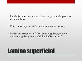 • Una hoja de se une a la cara anterior y otra a la posterior 
del manubrio. 
• Entre estas hojas se sitúa un espacio supra esternal. 
• Rodea los extremos inf. De venas yugulares, el arco 
venoso yugular, grasa y nódulos linfáticos prof. 
Lamina superficial 
 