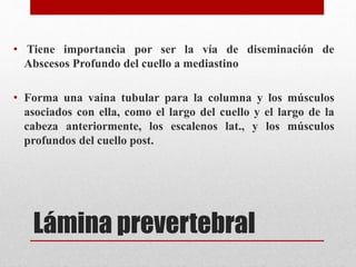• Tiene importancia por ser la vía de diseminación de 
Abscesos Profundo del cuello a mediastino 
• Forma una vaina tubular para la columna y los músculos 
asociados con ella, como el largo del cuello y el largo de la 
cabeza anteriormente, los escalenos lat., y los músculos 
profundos del cuello post. 
Lámina prevertebral 
 