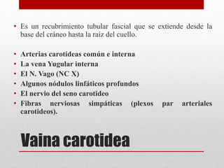 • Es un recubrimiento tubular fascial que se extiende desde la 
base del cráneo hasta la raíz del cuello. 
• Arterias carotideas común e interna 
• La vena Yugular interna 
• El N. Vago (NC X) 
• Algunos nódulos linfáticos profundos 
• El nervio del seno carotideo 
• Fibras nerviosas simpáticas (plexos par arteriales 
carotideos). 
Vaina carotidea 
 