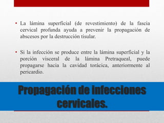 • La lámina superficial (de revestimiento) de la fascia 
cervical profunda ayuda a prevenir la propagación de 
abscesos por la destrucción tisular. 
• Si la infección se produce entre la lámina superficial y la 
porción visceral de la lámina Pretraqueal, puede 
propagarse hacia la cavidad torácica, anteriormente al 
pericardio. 
Propagación de infecciones 
cervicales. 
 