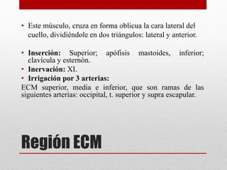 • Este músculo, cruza en forma oblicua la cara lateral del 
cuello, dividiéndole en dos triángulos: lateral y anterior. 
• Inserción: Superior; apófisis mastoides, inferior; 
clavícula y esternón. 
• Inervación: XI. 
• Irrigación por 3 arterias: 
ECM superior, media e inferior, que son ramas de las 
siguientes arterias: occipital, t. superior y supra escapular. 
Región ECM 
 