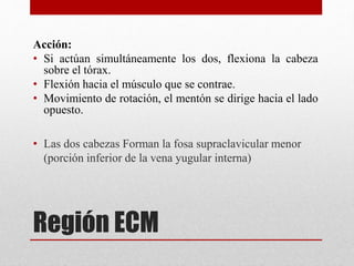 Acción: 
• Si actúan simultáneamente los dos, flexiona la cabeza 
sobre el tórax. 
• Flexión hacia el músculo que se contrae. 
• Movimiento de rotación, el mentón se dirige hacia el lado 
opuesto. 
• Las dos cabezas Forman la fosa supraclavicular menor 
(porción inferior de la vena yugular interna) 
Región ECM 
 