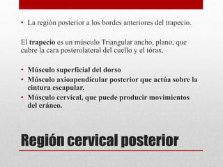 • La región posterior a los bordes anteriores del trapecio. 
El trapecio es un músculo Triangular ancho, plano, que 
cubre la cara posterolateral del cuello y el tórax. 
• Músculo superficial del dorso 
• Músculo axioapendicular posterior que actúa sobre la 
cintura escapular. 
• Músculo cervical, que puede producir movimientos 
del cráneo. 
Región cervical posterior 
 