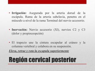 • Irrigación: Asegurada por la arteria dorsal de la 
escápula. Rama de la arteria subclavia, penetra en el 
músculo a nivel de la rama Terminal del nervio accesorio. 
• Inervación: Nervio accesorio (Xl), nervios C2 y C3 
(dolor y propioceopción) 
• El trapecio une la cintura escapular al cráneo y la 
columna vertebral y colabora en su suspensión. 
Eleva, retrae y rota la escapula superiormente 
Región cervical posterior 
 