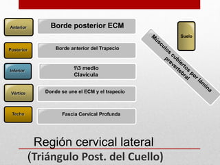 Región cervical lateral 
(Triángulo Post. del Cuello) 
Anterior 
Posterior Borde anterior del Trapecio 
Inferior 
Borde posterior ECM 
13 medio 
Clavícula 
Vértice Donde se une el ECM y el trapecio 
Techo Fascia Cervical Profunda 
Suelo 
 