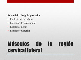 Suelo del triangulo posterior 
• Esplenio de la cabeza 
• Elevador de la escapula 
• Escaleno medio 
• Escaleno posterior 
Músculos de la región 
cervical lateral 
 