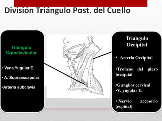 División Triángulo Post. del Cuello 
Triangulo 
Omoclavicular 
• Vena Yugular E. 
• A. Supraescapular 
•Arteria subclavia 
Triangulo 
Occipital 
• Arteria Occipital 
•Troncos del plexo 
braquial 
•Ganglios cervical 
•V. yugular E. 
• Nervio accesorio 
(espinal) 
 