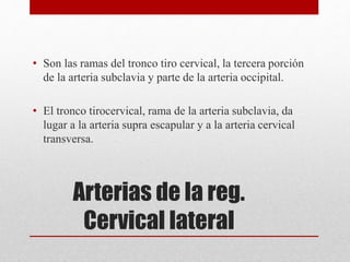 • Son las ramas del tronco tiro cervical, la tercera porción 
de la arteria subclavia y parte de la arteria occipital. 
• El tronco tirocervical, rama de la arteria subclavia, da 
lugar a la arteria supra escapular y a la arteria cervical 
transversa. 
Arterias de la reg. 
Cervical lateral 
 